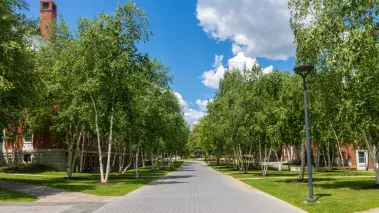 Path through the Bates College campus lined with birch trees in Lewiston Maine