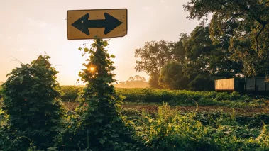 Rustic road sign covered in kudzu in country field at sunrise.jpg