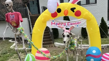 Lawn ornament skeletons from Halloween dressed up for Easter at the home of Alexis Luttrell in Germantown, Tennessee