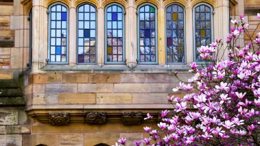 Yale University Victorian windows reflecting magnolias in Spring in New Haven Connecticut