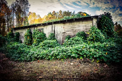 Kudzu covered building in Dahlonega, Georgia