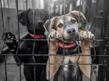 Dogs in animal shelter waiting for adoption