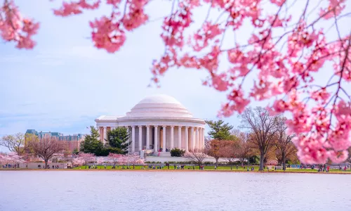 Washington, DC at the Tidal Basin and Thomas Jefferson Memorial during cherry blossom festival in spring season